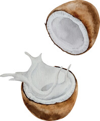Vector watercolor tropical coconut fruits, coconut milk, fresh ripe coconut, hand painted on paper, white background, for design, backgrounds