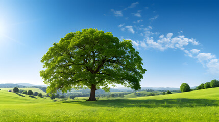 The sun shining through a majestic green oak tree on a meadow, with clear blue sky in the background, panorama format. Generative AI.