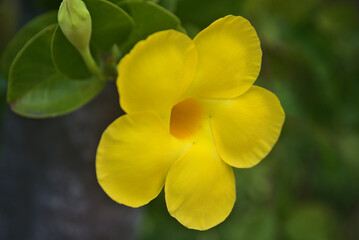 Madeira Island images - January 2024