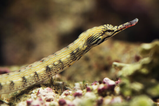 Dragonface or messmate pipefish (Corythoichthys haematopterus)
