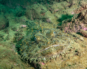 Monkfish on the bottom waiting for prey