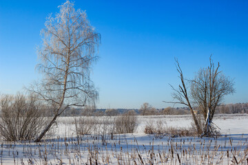 Winter landscape with a view of a snow-covered field with vegetation and a birch tree covered with frost