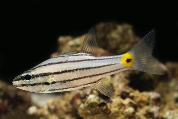 Five lined cardinalfish (Cheilodipterus quinquelineatus)