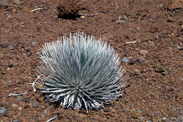 Silversword Plant, Haleakala Volcano, Island of Maui, Hawaii, United States