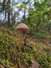 mushroom in the forest
