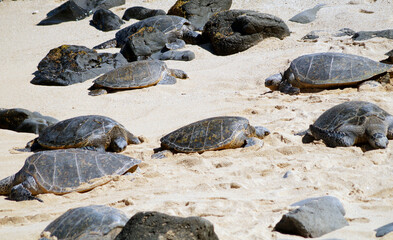 Turtle watching at Hookipa Beach, Hana Highway, Island of Maui, Hawaii, United States
