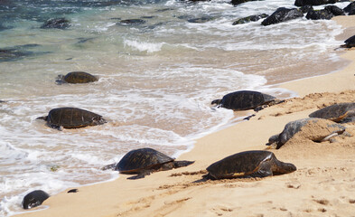 Turtle watching at Hookipa Beach, Hana Highway, Island of Maui, Hawaii, United States