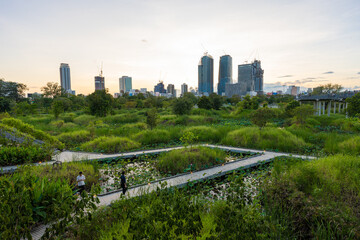 Fototapeta premium Tropical forest park swamp garden in city public park with office building Benchakitti park