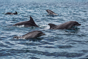A flock of black sea bottlenose dolphins frolic in the Black sea. Russia - 728384794