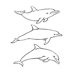 Obraz premium Set of dolphin. Hand drawn illustration converted to vector. Vector with animal underwater.