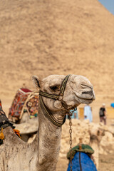 Camel on the background of the Egyptian pyramids
