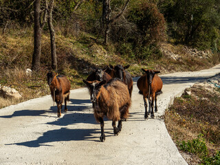 Domestic goat herd going along mountain road