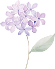 Watercolor illustration of purple lilac flowers with green leaves and stem on transparent background. Wedding flower.

