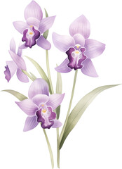Fototapeta na wymiar Watercolor botanical illustration of purple orchid flower with green leaves and stem over transparent background.