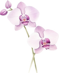Watercolor botanical illustration of purple orchid flower with green leaves and stem over transparent background.