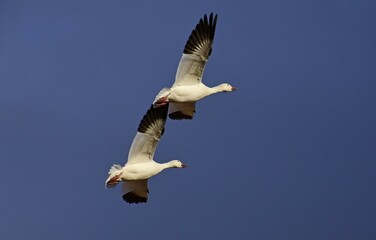 two snow geese  in flight in  their winter habitat of bernardo state wildlife refuge near socorro, new mexico