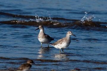 Great knot (Calidris tenuirostris), a small wader, observed at Akshi Beach in Alibag, Maharashtra, India