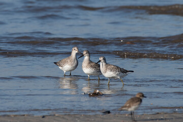 Great knot (Calidris tenuirostris), a small wader, observed at Akshi Beach in Alibag, Maharashtra, India
