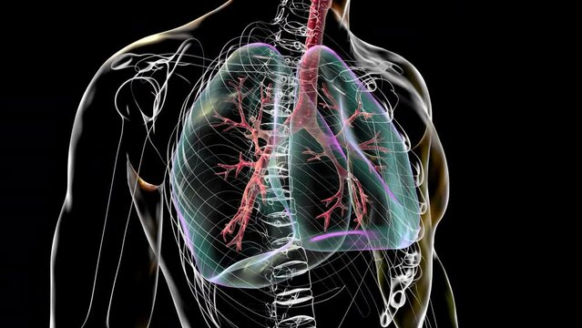 Anatomy of human respiratory system, 3D animation
