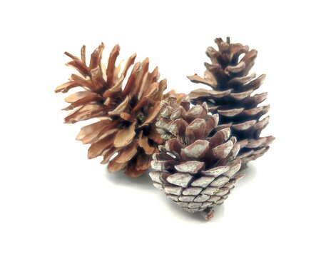 Three pinecones (Pinus halepensis or Aleppo pine), isolated on white background.