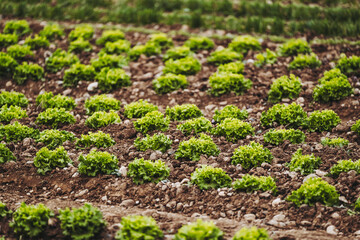 Fototapeta na wymiar Plant de salade verte en train de pousser dans un champ de culture