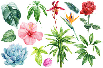 Tropical plants set, Leaf and flower watercolor painting. Succulent, pink hibiscus, green palm tree, orchid and red rose