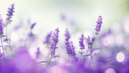 Fototapeta premium A close-up of lavender flowers with a blurred background. The flowers have a purple hue and are surrounded by greenery