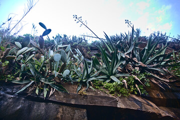 Madeira Island images - January 2024