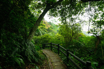 Obraz premium Small trail in the mountain hidden in the forest