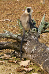 The black-footed gray langur (Semnopithecus hypoleucos), a large male sitting on the remains of a tree in a dry tropical forest.