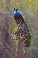 The Indian peafowl (Pavo cristatus), also known as the common or blue peafowl sitting on the rest of a tree with a colorful background. A typical image from the Indian jungle.