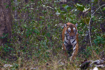 Bengal tiger or Indian tiger (Panthera tigris tigris), the tiger comes out of the dense thicket into the open space. Typical behavior of a big cat in the wild.