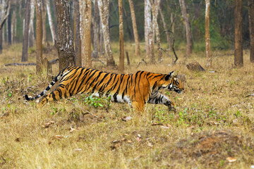 Bengal tiger or Indian tiger (Panthera tigris tigris), tigress goes on the attack. A big tiger in a dashing run.