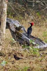 The white-bellied woodpecker or great black woodpecker (Dryocopus javensis), a typical view of the great Asian woodpecker in a dry tropical forest.