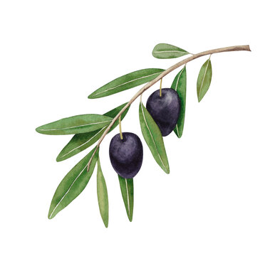 Branch with black olives. Watercolor hand drawn illustration isolated on white background