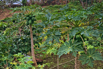 Madeira Island images - January 2024