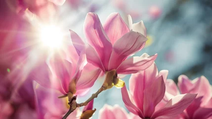 Foto op Plexiglas Magnolia tree blossom in springtime. Pink flowers © mirifadapt