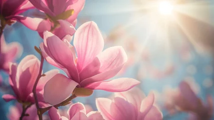 Rugzak Magnolia tree blossom in springtime. Pink flowers © mirifadapt