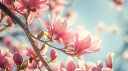 Foto op Canvas Beautiful magnolia tree blossoms in springtime. © mirifadapt