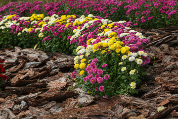 Beautiful chrysanthemum bushes yellow, red, white, pink, red colors