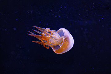 underwater photography of beautiful flame jellyfish rhopilema esculentum