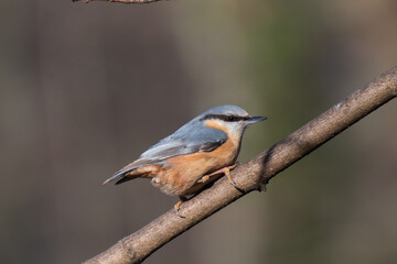 Fototapeta premium Kleiber