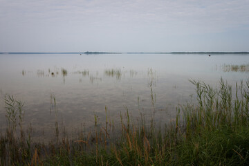 Gray morning on a picturesque lake. Clear, calm water and reeds in shallow water