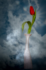 close-up of a red tulip in a white vase against the blue sky with sunbeams