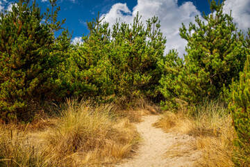 path through a pine forest over a sand dune