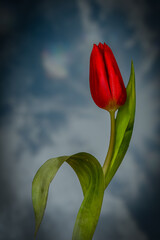 close-up of a red tulip against the blue sky