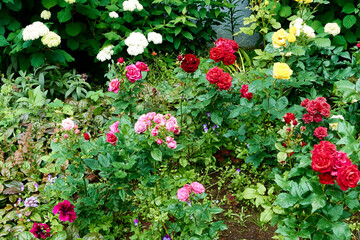 beautiful red, yellow, burgundy rose bushes in the autumn evening city flowerbed. background for designer, artist, screensaver, desktop, wallpaper