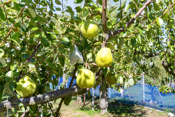 洋梨農園　洋梨の木　ラ・フランス