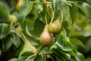 Ripe pears on a branch in summer.