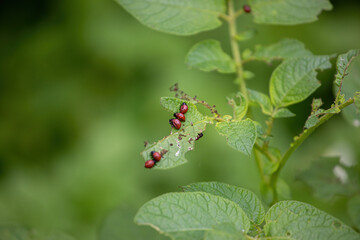 The larvae of the Colorado potato beetle eat potato leaves.